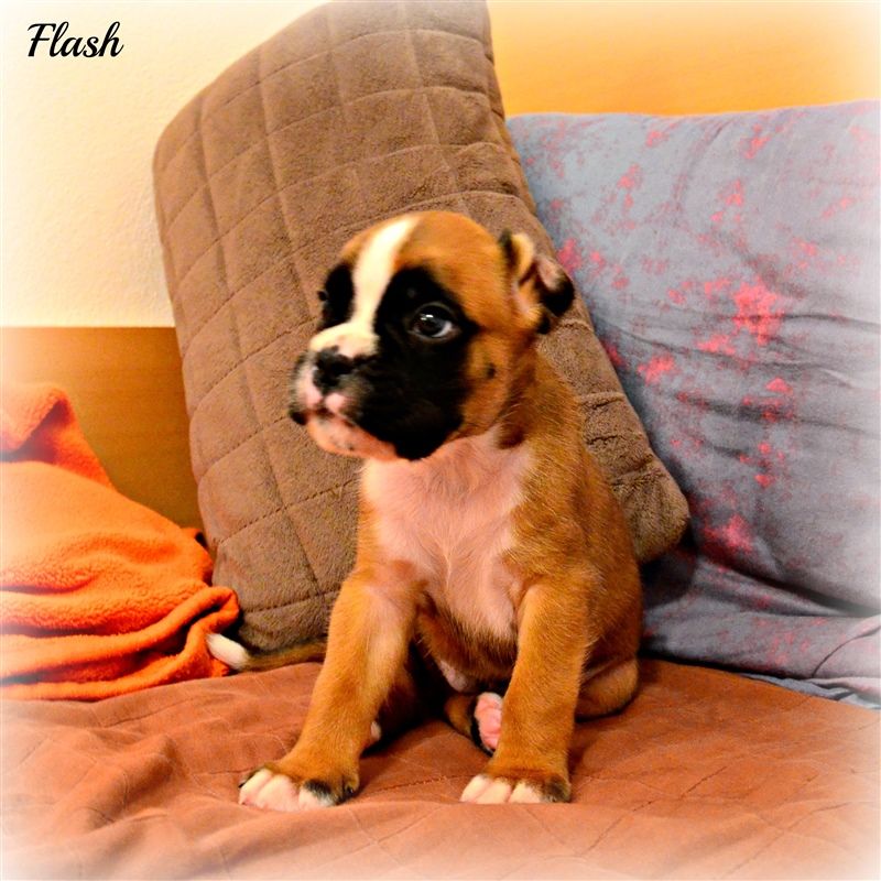 4,5 weeks